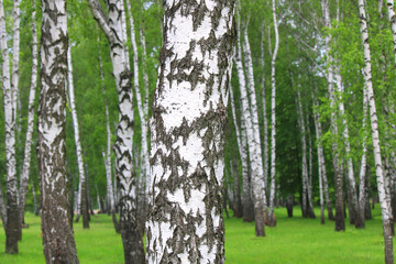 Beautiful birch trees with white birch bark in birch grove with green birch leaves in summer