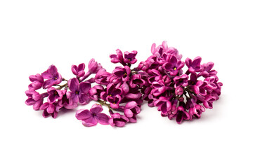 Obraz premium Beautiful blossoming lilac on white background. Space for text