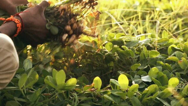 fresh peanuts plants with roots.fresh peanuts plants with roots,peanuts (Arachis hypogaea),selective focus without noise, farmer harvest peanut on agriculture plantation, selective focus without noise