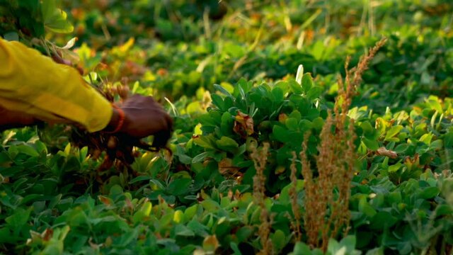 
Groundnut Plants With Groundnuts And Roots,close up hand farmer harvesting peanut in the field,selective focus without noise, peanut beans and trees, sunlight with peanut plants and roots

