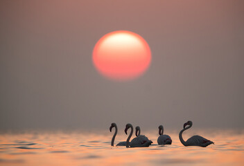 Greater Flamingos wading in the morning, Asker, Bahrain