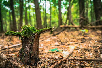 tree in the forest