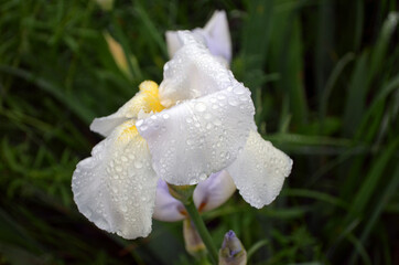 White iris flower head closeup after rain. Transparent water raindrops on wet petal surface. Beautiful garden iris flowers with bud and dew in springtime.