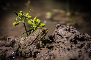 Frog in the swamp