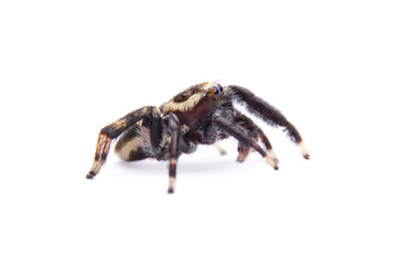jumping spider isolated on white background.