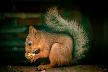 squirrel eating nut