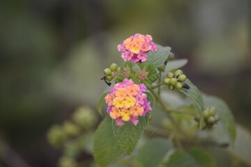Twins flowers on blur background in Bangladesh. 