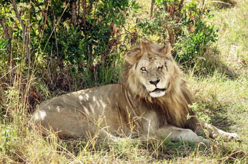 Adult lion (Panthera Leo) with an injured face resting in the shade, Maasai Mara National Reserve, Kenya