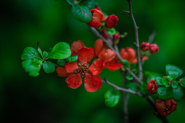 Red Japanese quince blooming in the garden