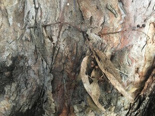 leaf stick pin tree trunk