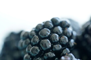 blackberry on a white background