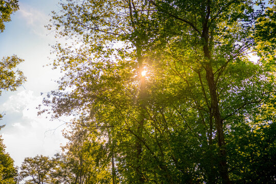 Un rayon de soleil &agrave; travers l'arbre