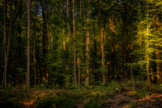 Arbres de la foret à l'heure dorée © Mehdi