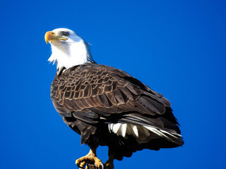 Bald Eagle Sitting Up Proudly Perched On Tree Branch Against Blue Sky