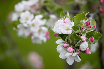 Obraz na płótnie Canvas Blooming pink apple orchard in spring. Blossoming: a branch with flowers of a blossoming apple tree against a garden. Allergy Season. Young apple trees in the garden. Soft focus