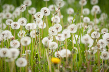 Sea of dandelions in the meadow. The symbol of spring. Amazing meadow with wildflowers. Beautiful rural landscape in perspective. Selective focus in the center of the frame.