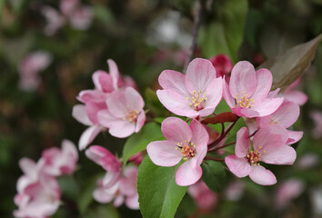 The apple tree blooms with pink flowers