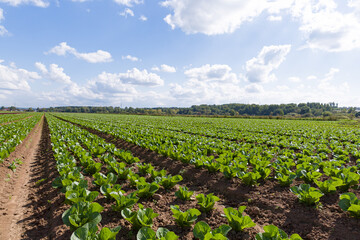 Fototapeta na wymiar Plantations with seedlings of Chinese cabbage. Vegetable rows. Selective focus. Farming Concept