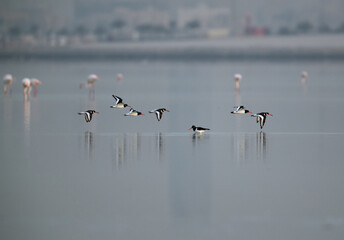 Oystercatchers in flight at Eker, Bahrain