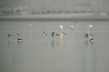 Oystercatchers flying at Eker creek, Bahrain