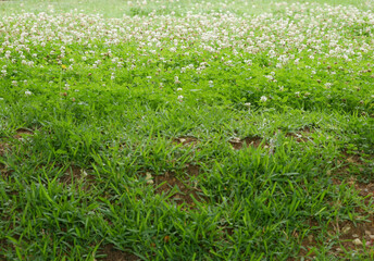 Open field white clover dutch clover