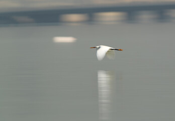 Western reef heron flying, a panning shot