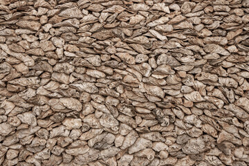 The walls of oyster shells