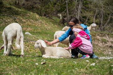 Naklejka premium Mother and daughter looking at flock of sheep in nature.