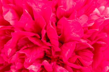 Petals of a large dark red peony