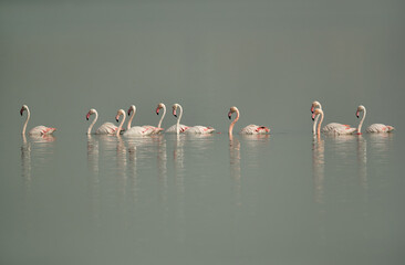 Fototapeta premium Greater Flamingos swimming at Eker creek, Bahrain