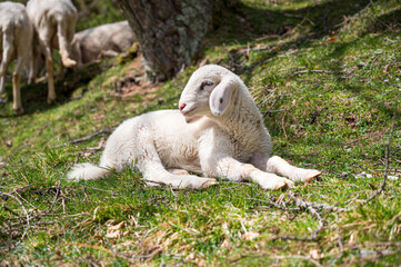 Cute little lamb resting in a shadow of tree.