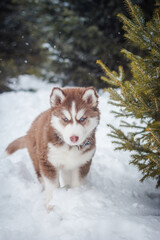 One brown husky puppy is played in the winter on white snow near a coniferous spruce © Damir