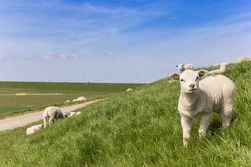 Little white lamb on a dike in Friesland, Netherlands © venemama