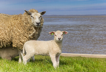 Naklejka na ściany i meble Sheep and lamb at the Wadden sea in Friesland, Netherlands