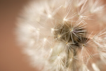 Macro photograph of a dandelion - Freedom