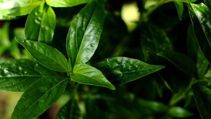 Andrographis paniculata leaf, Copy space, top view.