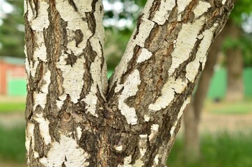 Fototapeta premium birch trunk