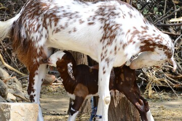 White Mother and Brown Baby - A mother goat feeds her newborn baby goat at a farm during a hot summer day, on the outskirts of Beawar, Rajasthan, India. Photo: Sumit Saraswat