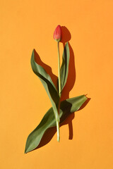 Fototapeta na wymiar Tulip flower on an orange background with a hard shadow.