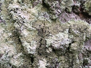 green grey tree moss