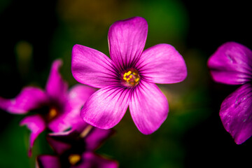 purple/pink flower