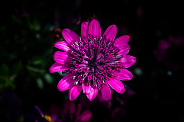 Obraz premium purple flower on black background