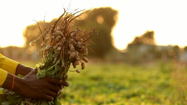 
Groundnut Plants With Groundnuts And Roots,close up hand farmer harvesting peanut in the field,selective focus without noise, peanut beans and trees, sunlight with peanut plants and roots