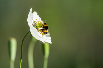Close up of a beetle on a white poppy with green background