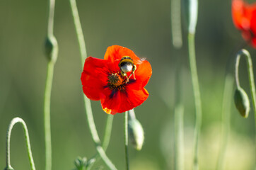 Beetle in flight approaching a red poppy close up on green background
