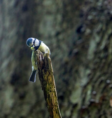blue tit with caterpillar on branch