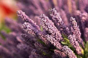 Closeup of Lavenders