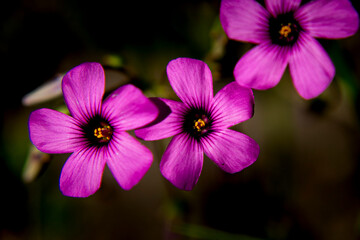 purple flowers in the garden