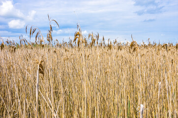 Reed Bed Area - View over and into a reedbed area by the side of a swampy lake.