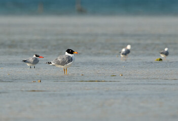 Pallas's gull and a caspian tern near Umm Jaleed Island Bahrain